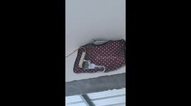 Swallow peeks out from nest wrapped in electric blanket in Hebei, China