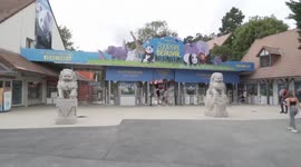 China: Caretaker shares heartwarming story of panda pairs' return journey from France