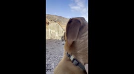 Wild Donkey Visits Dog at Campsite