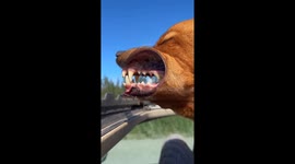 Adventure Dog Reaching His 49th State