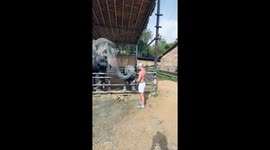 Baby elephant steals hearts with the sweetest kiss ever