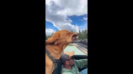 Happy Dog With His Head Out the Sunroof