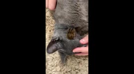 Opossum Baby Clings to Cat's Face