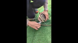 Fisherman pulls small fish from catfish's mouth in China