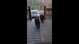Gatlinburg Bears Boldly Attempt Break-In