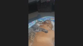 Lazy Cat Is Big Spoon