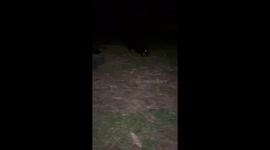 Black Dog In The Wooded Dark