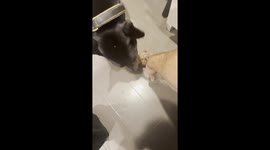 Dog Teases Owner