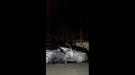 Spectators Scream As Black Bear Rummages Through Open Car