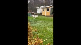 Dog breaks out of yard for wild playdate with a moose