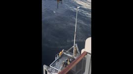 Whale Lunge Feeding Near Cruise Ship