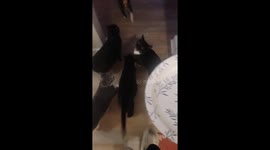 Cats Get Vocal About Empty Plate
