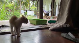 Three Orange Kittens Yowling at Each Other