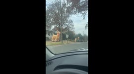 Why Is There a Rudolph in Every Yard?