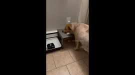 Dog Drinks at the Edge of the Bowl