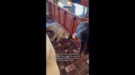 My stubborn golden retriever refusing to go home to Dallas from my parents house in Baton Rouge because he’s obsessed with my parents home!