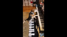 Piano dog, Buddy Mercury plays a beautiful song for Christmas!