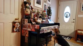 Christmas with Buddy Mercury: The Piano-Playing Dog is Back to Delight!