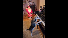 Buddy Mercury: The Piano-Playing Dog Brings Christmas Cheer with Santa!
