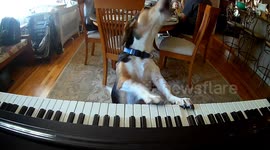 Meet Buddy Mercury: The Musical Dog Who's Taking the Internet by Storm!