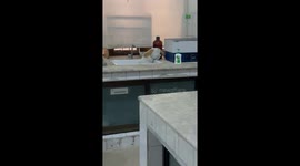 Forbidden feline: Lab's unexpected visitor causes lockdown