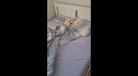 Dog melts hearts after realizing owner didn’t go to work