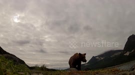 Alaska Brown Bear chewing GoPro, Giving Incredible Up Close View of Inside Her Mouth!