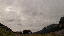 Alaska Brown Bear Chews Camera- View of Inside Mouth!