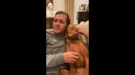 Walkies Overload! Sleepy Vizsla Puppy Can't Stay Awake!