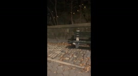Befriending the Central Park Raccoons
