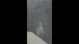 Dolphin Accompanies Fishing Boat