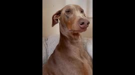 Doberman Pretends Owner Doesn’t Exist to Avoid Nail Trim