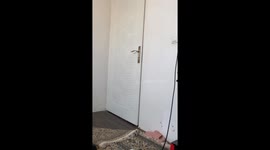 Smart Cat Opens the Door Like a Human