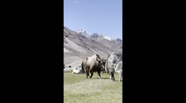 Heartwarming Wildlife Scene Captures Baby Yak Drinking Milk Before Father Joins Them for a Perfect Trio Shot