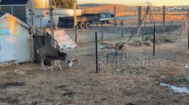 A Real-Life Bambi and Thumper Moment