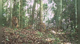 Indonesia: Camera Traps Reveal Robust Sumatran Tiger Stronghold In Leuser