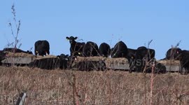 US: Feedlot Used For Finishing Cattle For Market