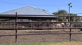 US: Cattle For Sale At Sale Barn
