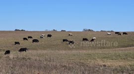 US: Grass Fed Cattle In Large Pasture