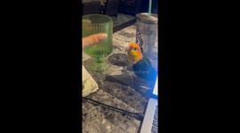 Trying to Get Work Done With a Parrot