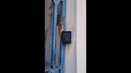 Potoo Bird Meditates On Residential Entrance Gate
