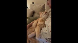 Catching Up With My Cat After a Long Day