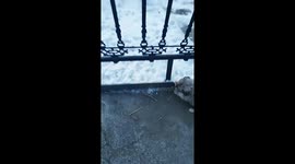 Puppy rescued after tongue freezes to railing in Jilin, China