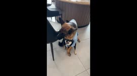 German Shepherd holds back an angry Shiba Inu in Shanghai, China