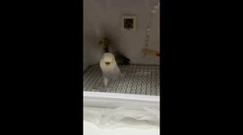 Adorable lovebirds play inside brooder in Jiangsu, China