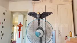 Parrot mimics electric fan humming in Heilongjiang, China