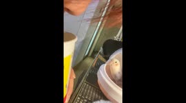 Parrot mimics owner’s cup-echo scream in Hunan, China