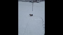 Dog enjoys playful snow day in Dayton, Virginia, USA