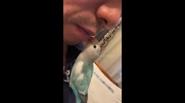 Playful interaction between owner and parrot in Beijing, China