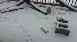 Baby ferrets enjoy their first snowfall in Perry, Kansas, USA